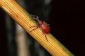 Apion_miniata_P1261_Z_77_Les Gris_Frankrijk
